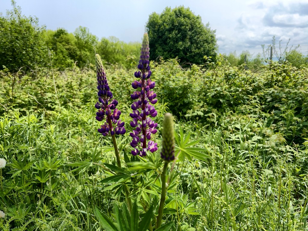 A pair of lupins starting to grow with a smaller one not yet bloomed in front. 
