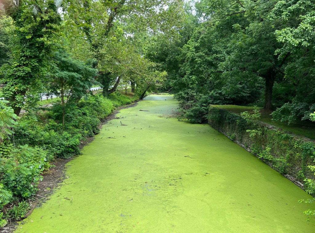 Green algae