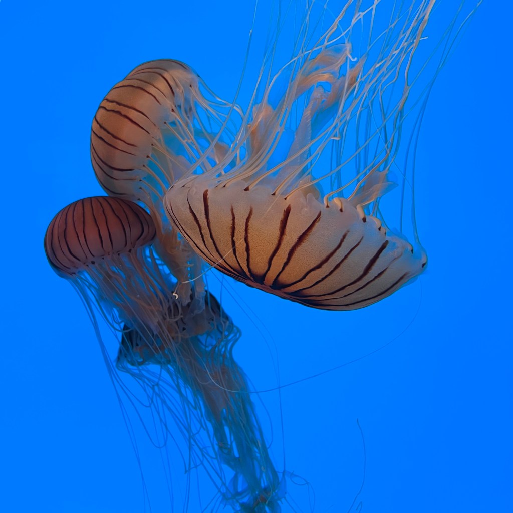 Jelly fish