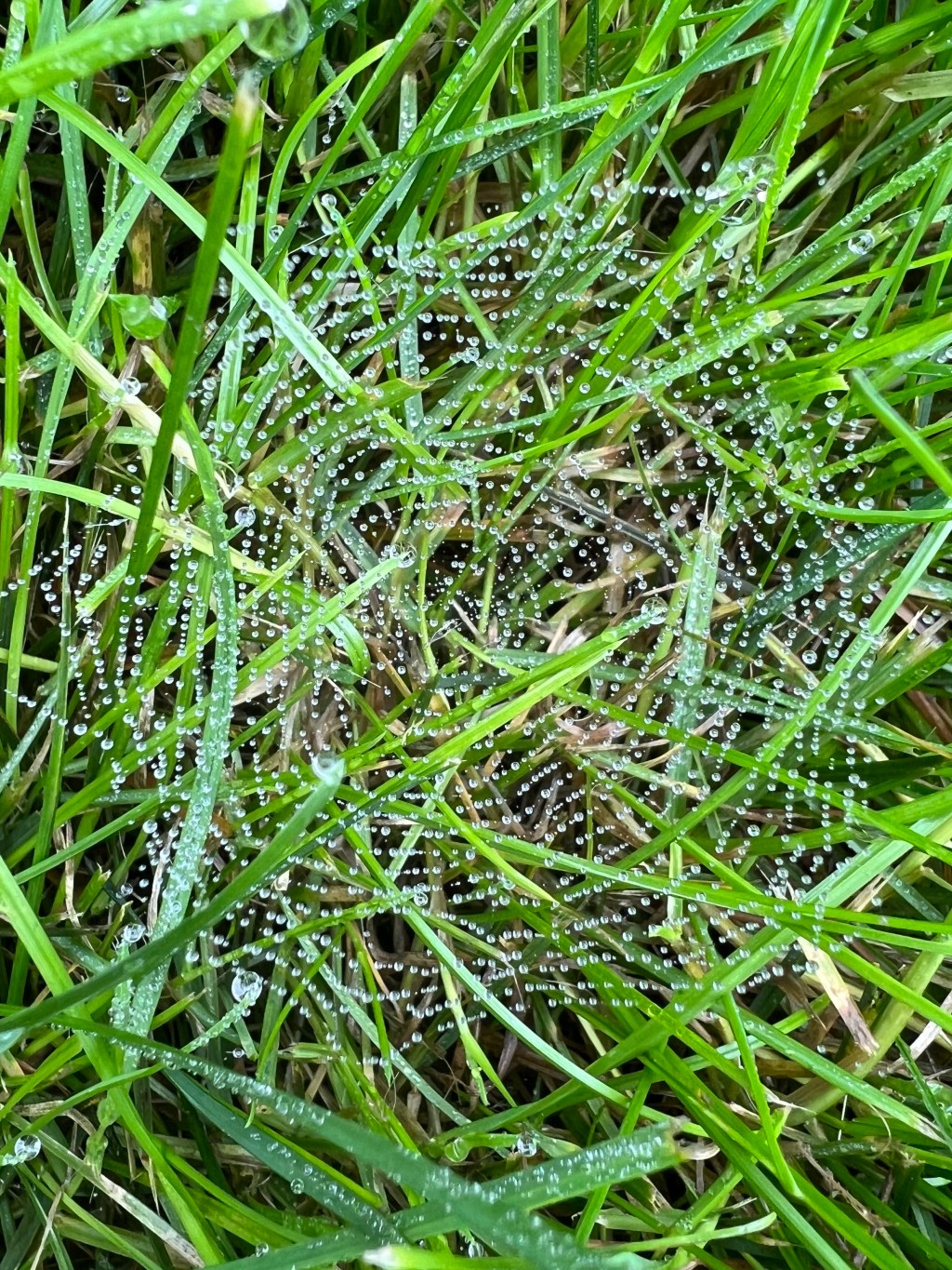 Web in the grass