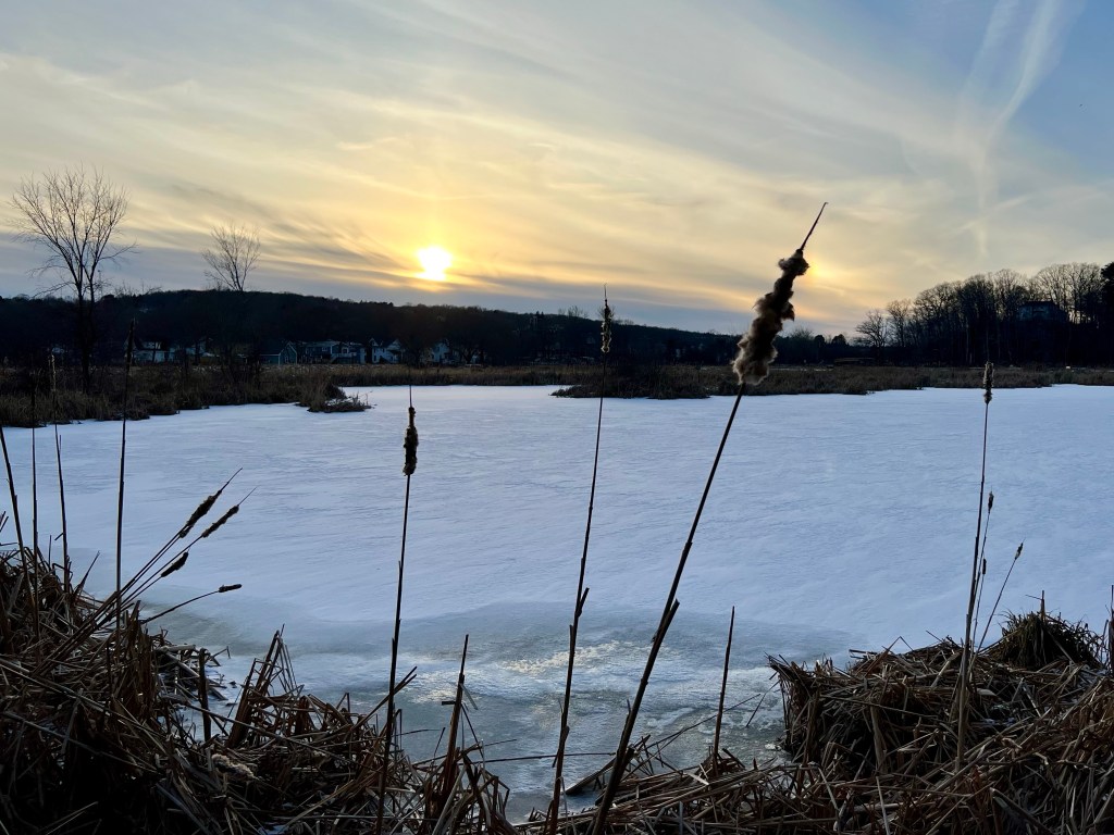 Cattail at the&nbsp;marsh