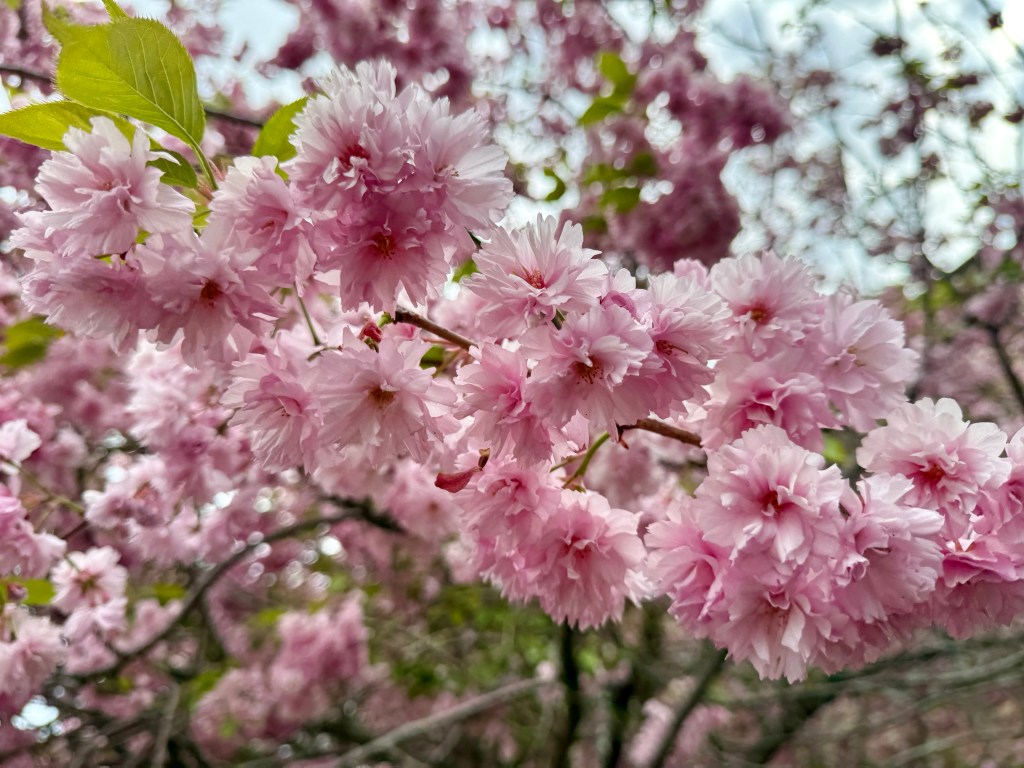 Cherry blossoms