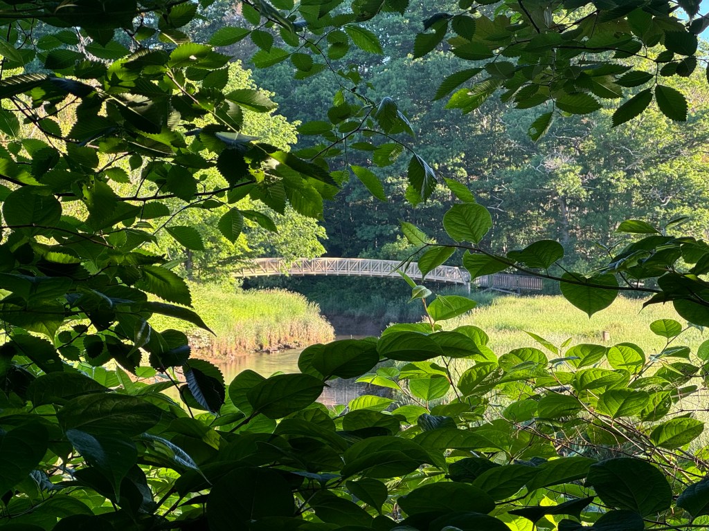 Bridge through the&nbsp;bushes